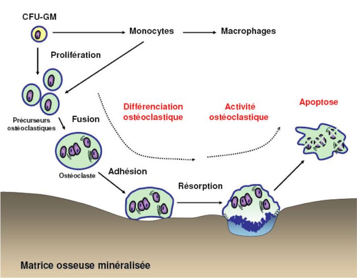 Différentes méthodes d'ostéosynthèse - VETOPEDIA