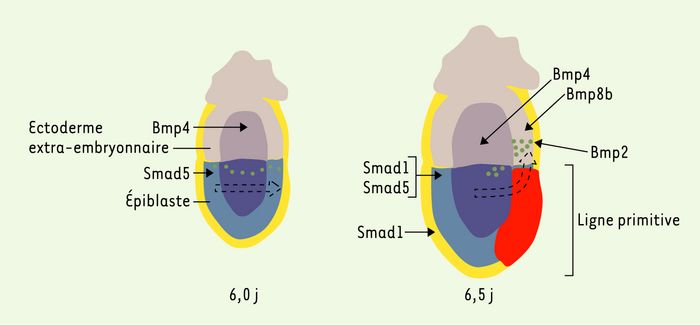 1) Rappels embryologiques