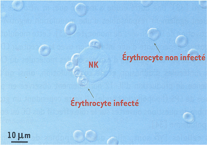 Rôles des cellules NK dans la réponse immunitaire. A. Effets